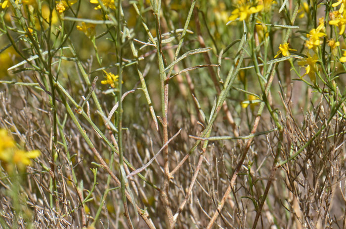 Broom Snakeweed has green leaves, variable in shape from linear to lanceolate. The clustered leaves are thin, thread-like (filiform), and multiple leaves may originate from the same node (fascicled); many leaves are shed and absent at flowering. Gutierrezia sarothrae